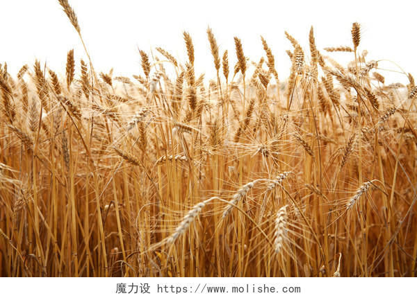 白底小麦秸秆小满图片